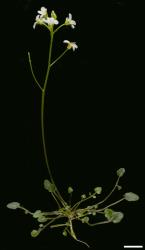 Cardamine serpentina. Plant with rosette leaves and inflorescence with flowers.
 Image: P.B. Heenan © Landcare Research 2019 CC BY 3.0 NZ